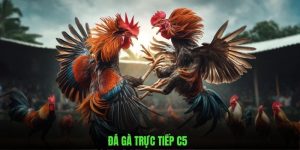 Đá gà trực tiếp C5