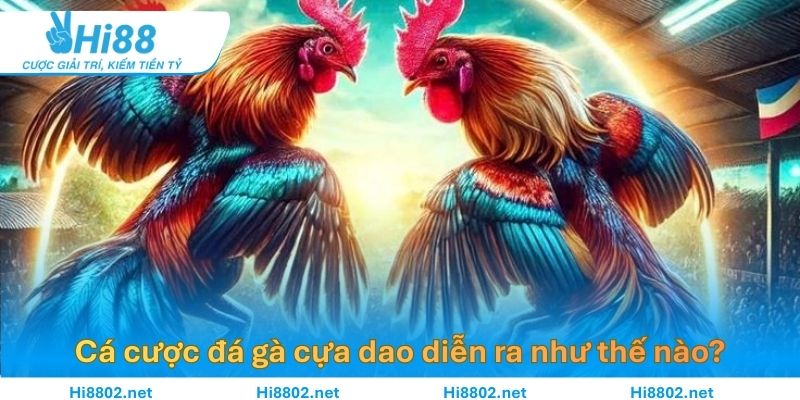 Một trận cá cược đá gà cựa dao diễn ra như thế nào?