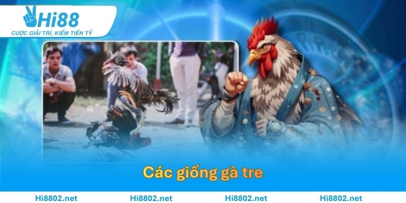 Các giống gà tre được lựa chọn cho các trận thi đấu