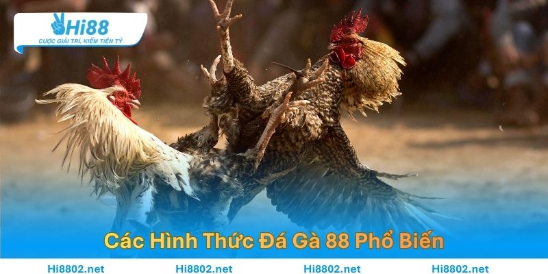 Các Hình Thức Đá Gà 88 Phổ Biến