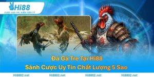 Đá Gà Tre Tại Hi88 – Sảnh Cược Uy Tín Chất Lượng 5 Sao 