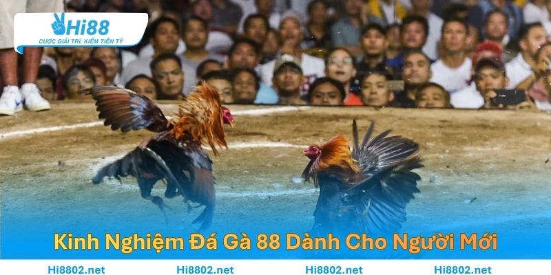 Kinh Nghiệm Đá Gà 88 Dành Cho Người Mới