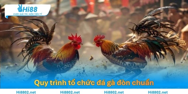 Quy trình tổ chức đá gà đòn chuẩn